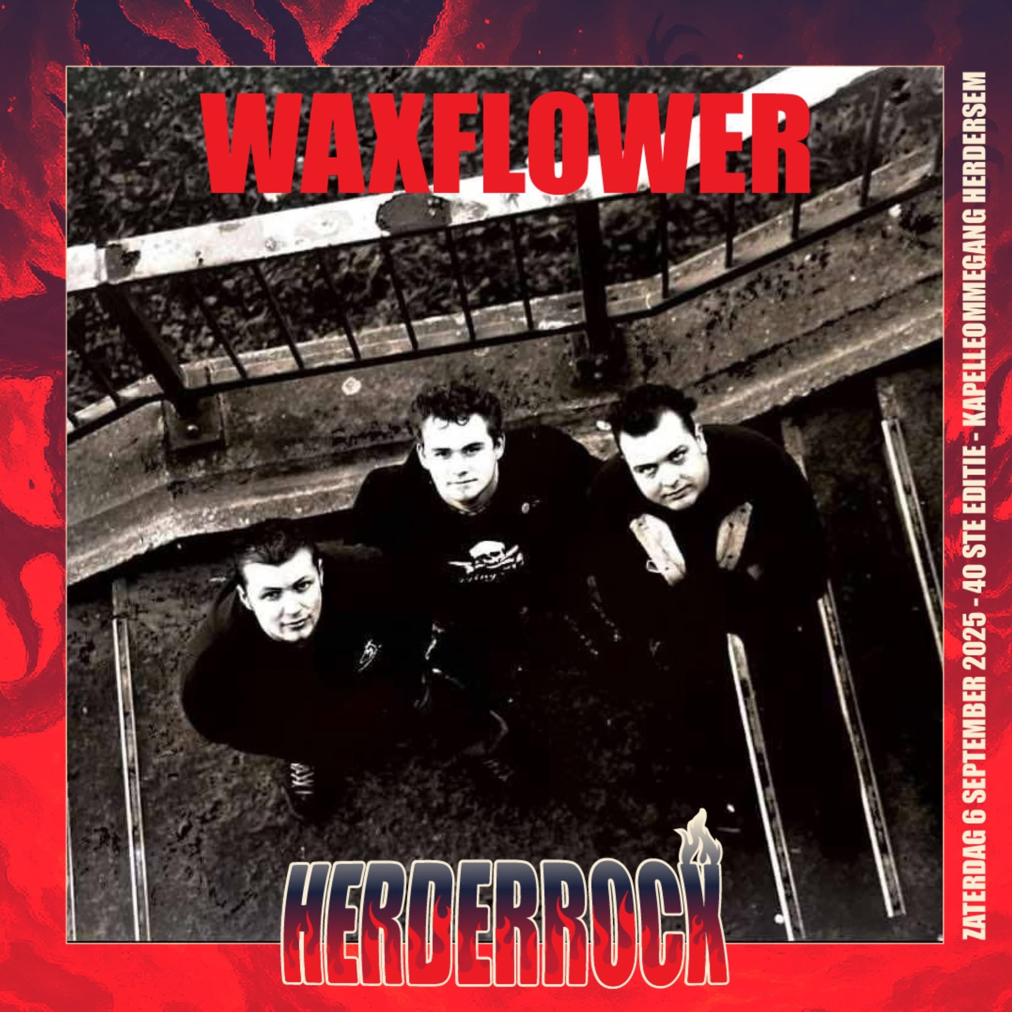 band Waxflower